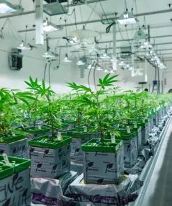 Hydroponics & Systems