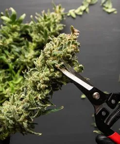 Trimming & Harvest