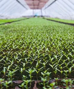 Growing Media & Propagation