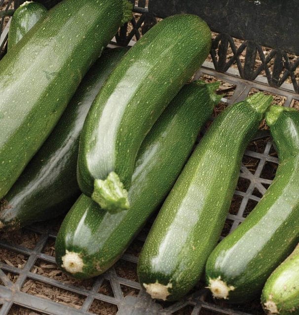 Zucchini - 1