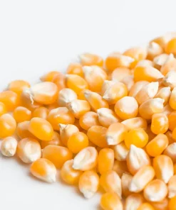 Mumm's Sprouting Seeds - Popcorn